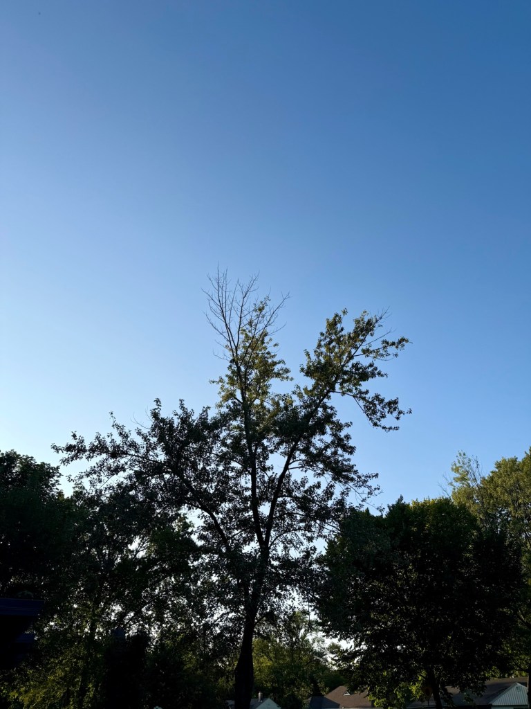 Clear blue evening sky framed by a tall tree in Raytown, Missouri at 6:38 PM on September 10, 2026.