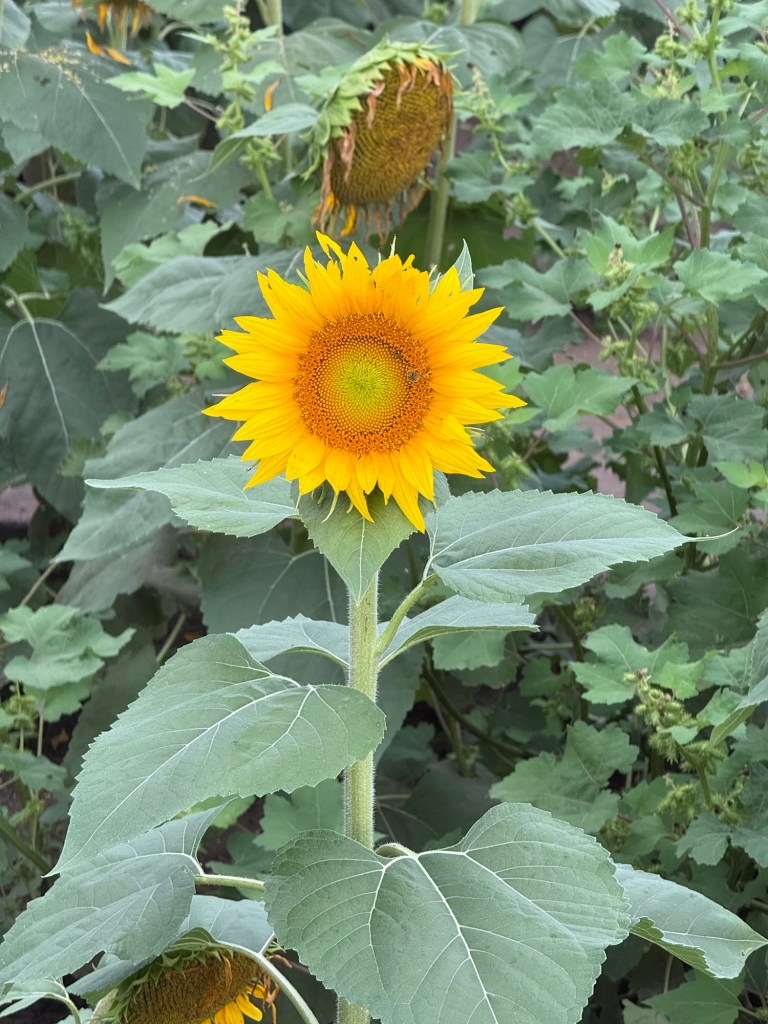 Sunflowers at Grinter Farms in Lawrence, Kansas