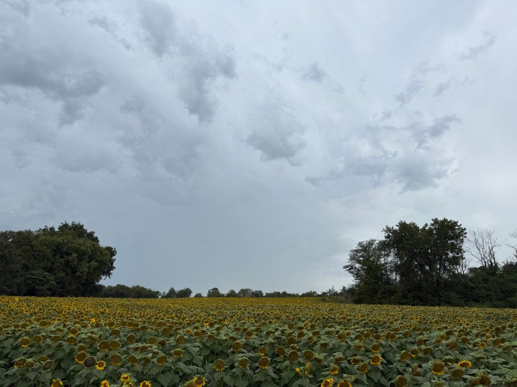 Sunflower field beneath a quiet gray sky