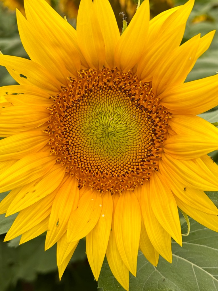 Close view of a sunflower at Grinter Farms