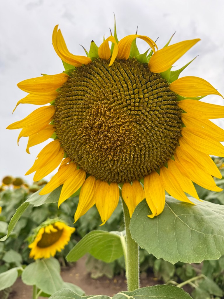 Bright sunflower among mature sunflowers at Grinter Farms