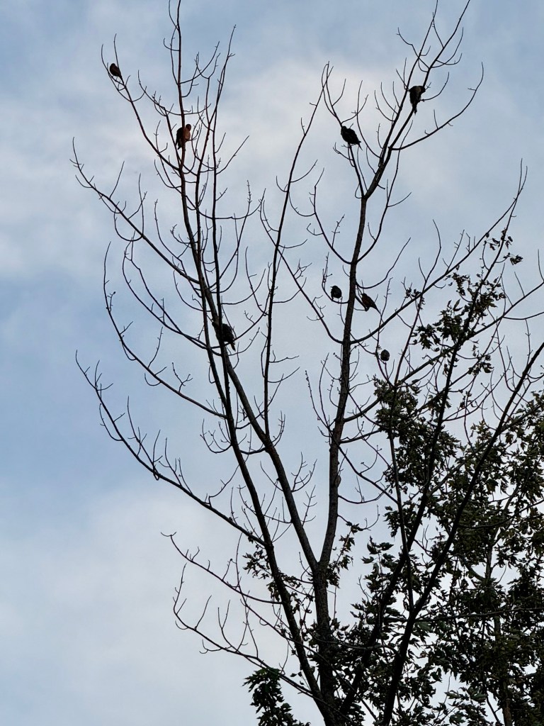 Birds perched in bare branches beneath the September morning sky in Raytown