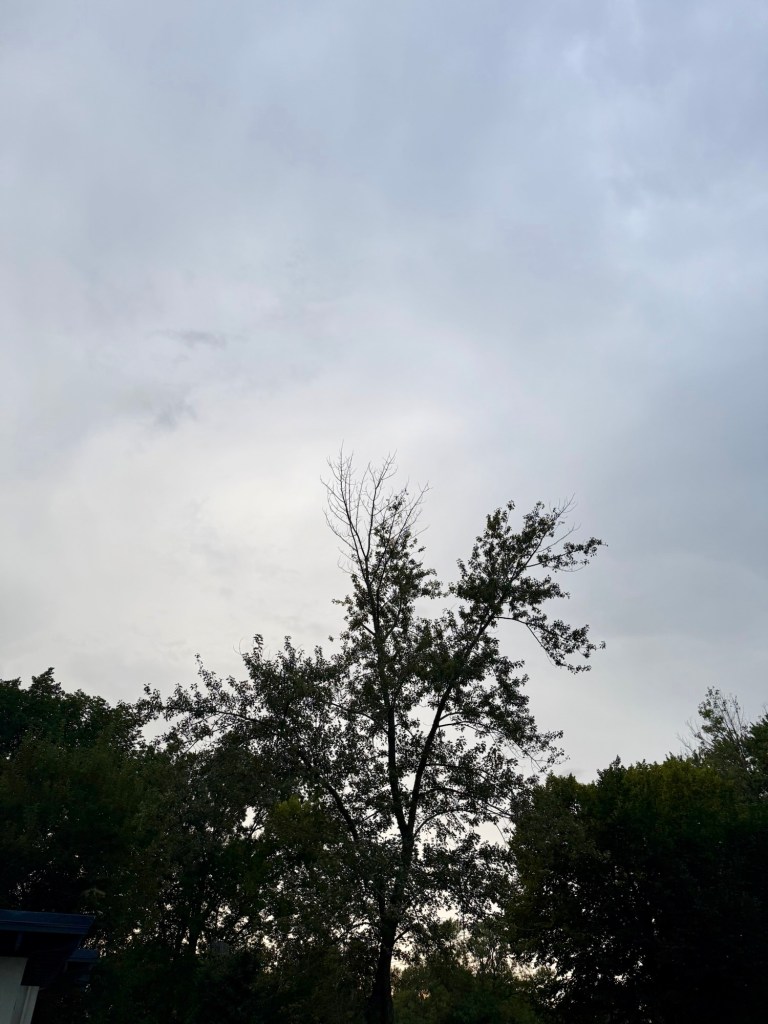 Soft gray evening sky behind a silhouetted tree in Raytown at 7:15 PM