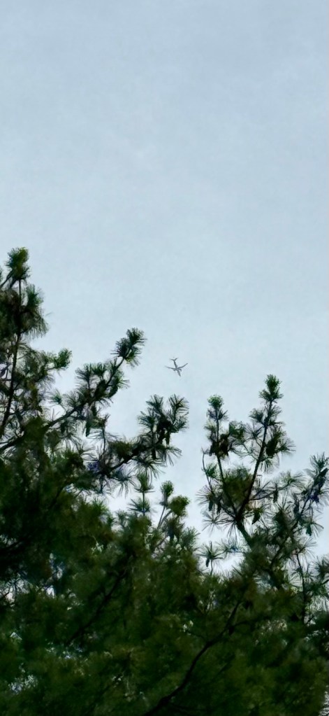 An airplane silhouetted against a pale sky above pine branches.