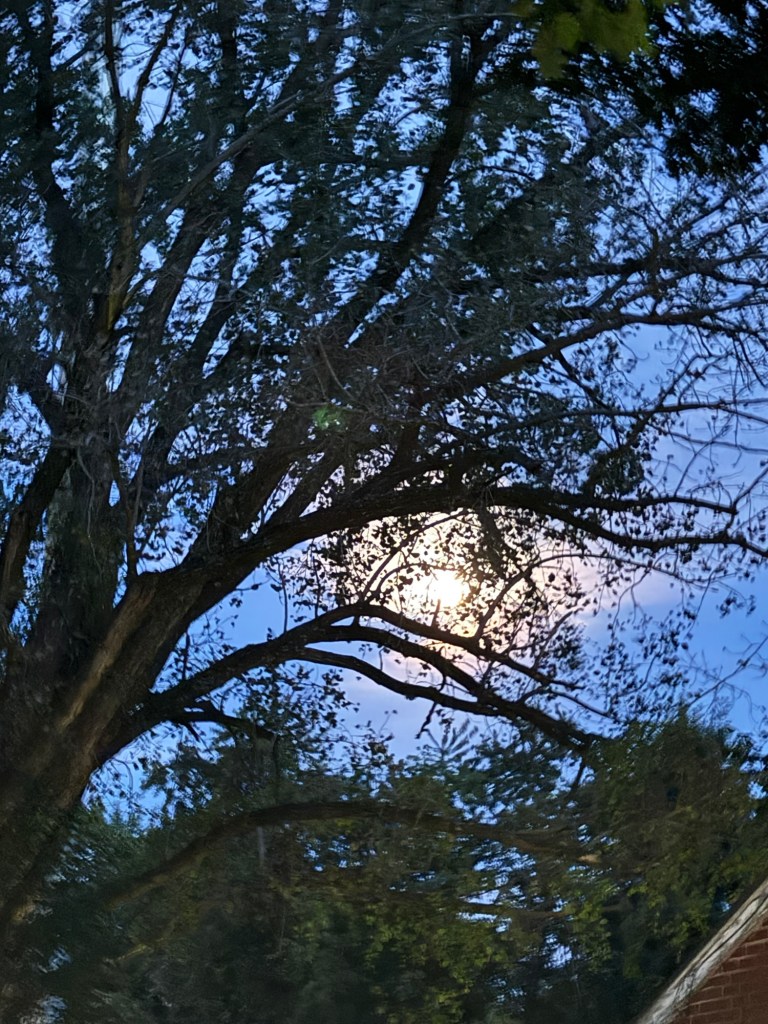 The bright Moon shining through dark tree branches at 7:40 PM in Independence, Missouri.