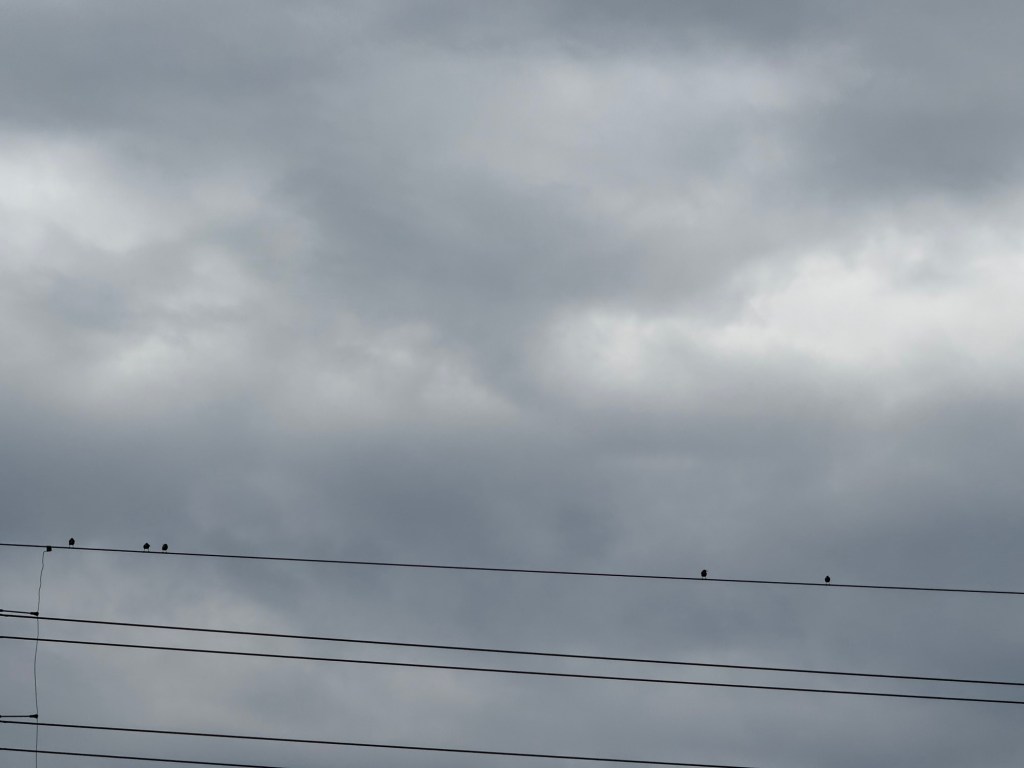 Birds perched on power lines beneath a gray cloud-filled sky in Lee’s Summit, Missouri