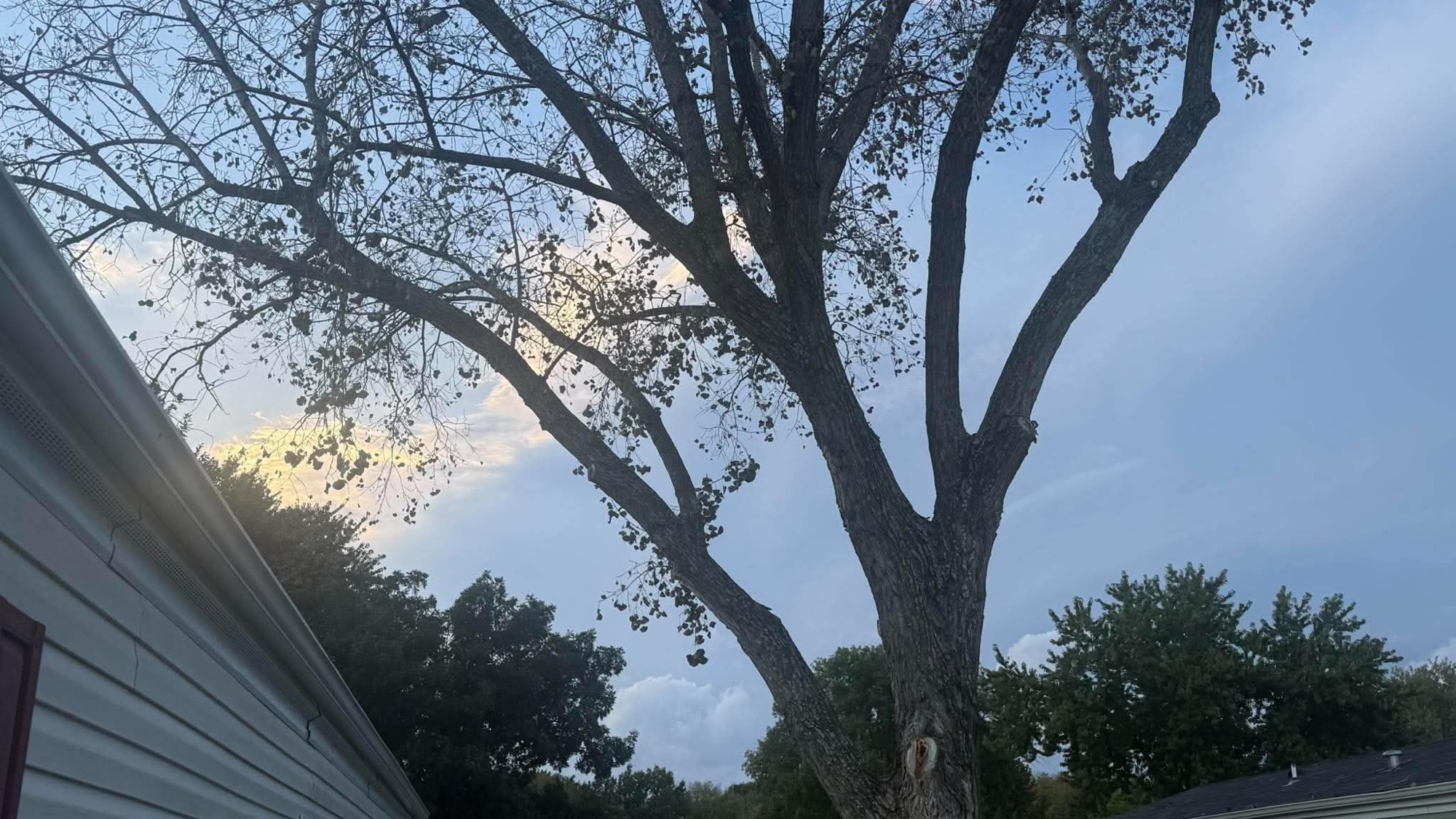 Tree branches silhouetted against a pale cloud-covered evening sky