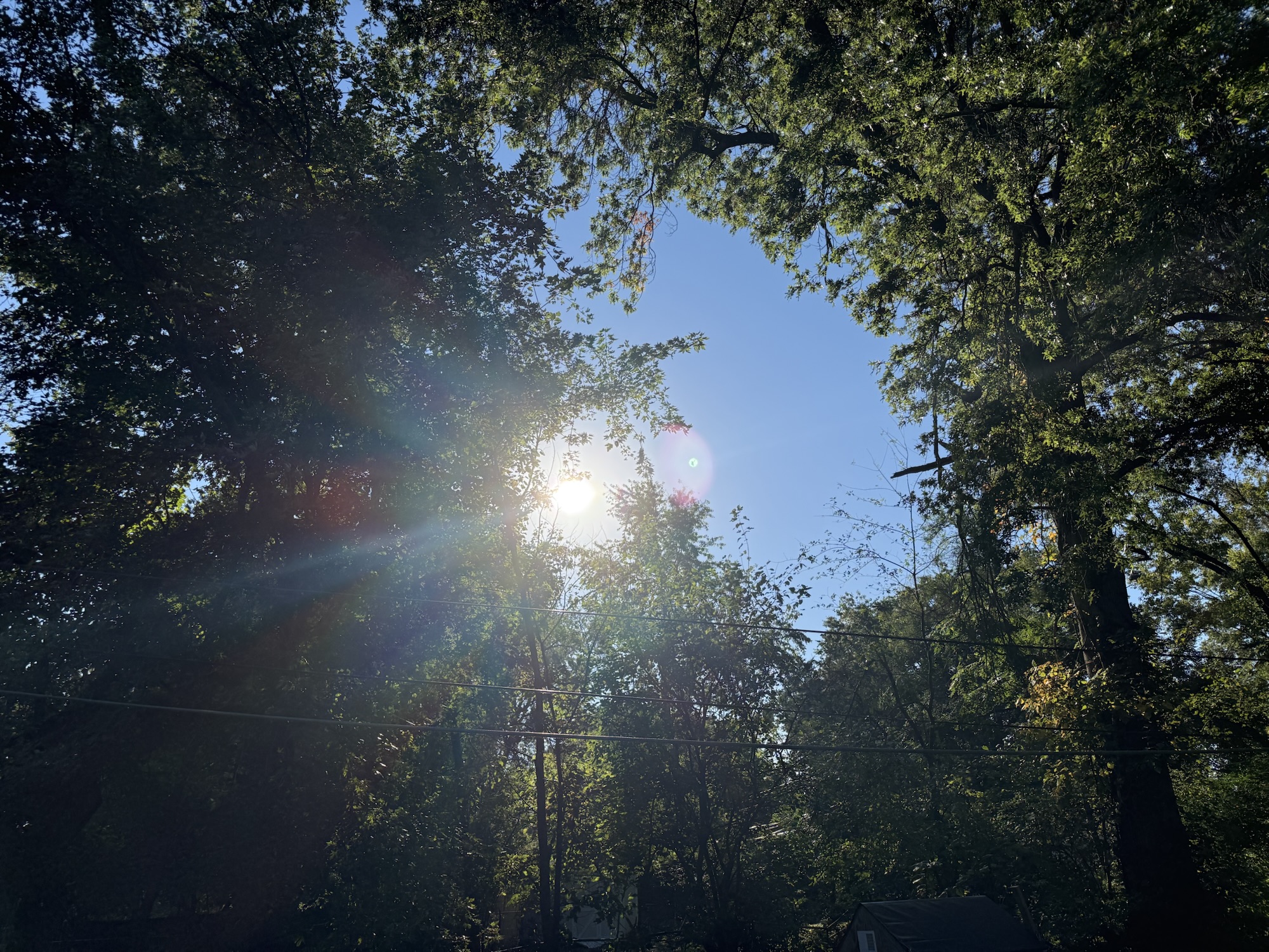 Sunlight filtering through backyard trees