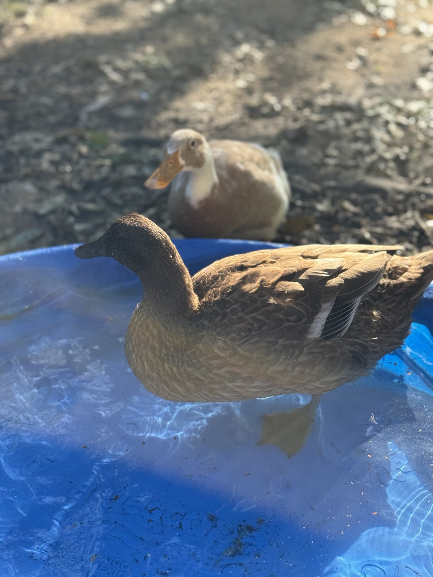 Ducks by their blue pool