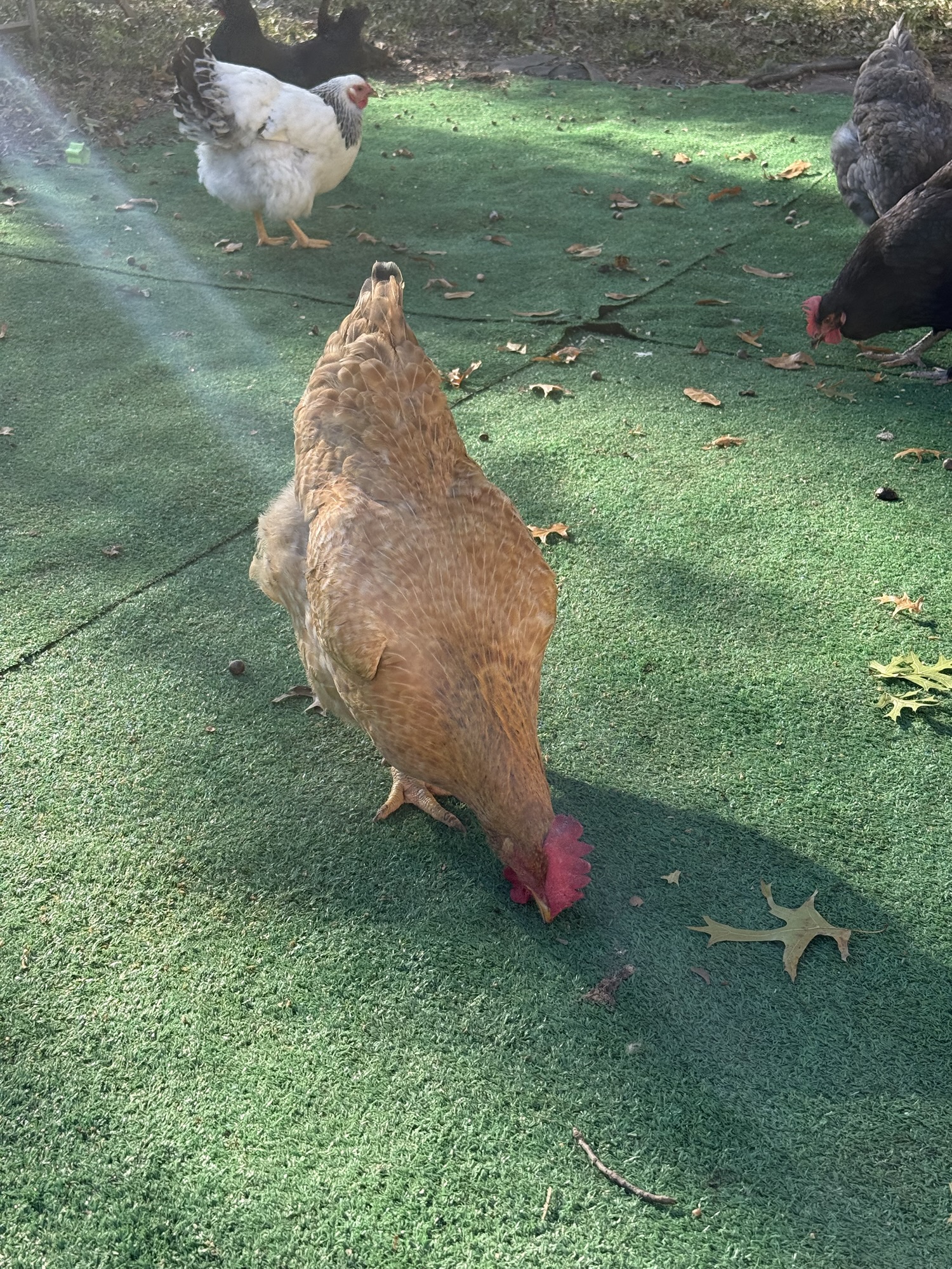Backyard chickens in Raytown