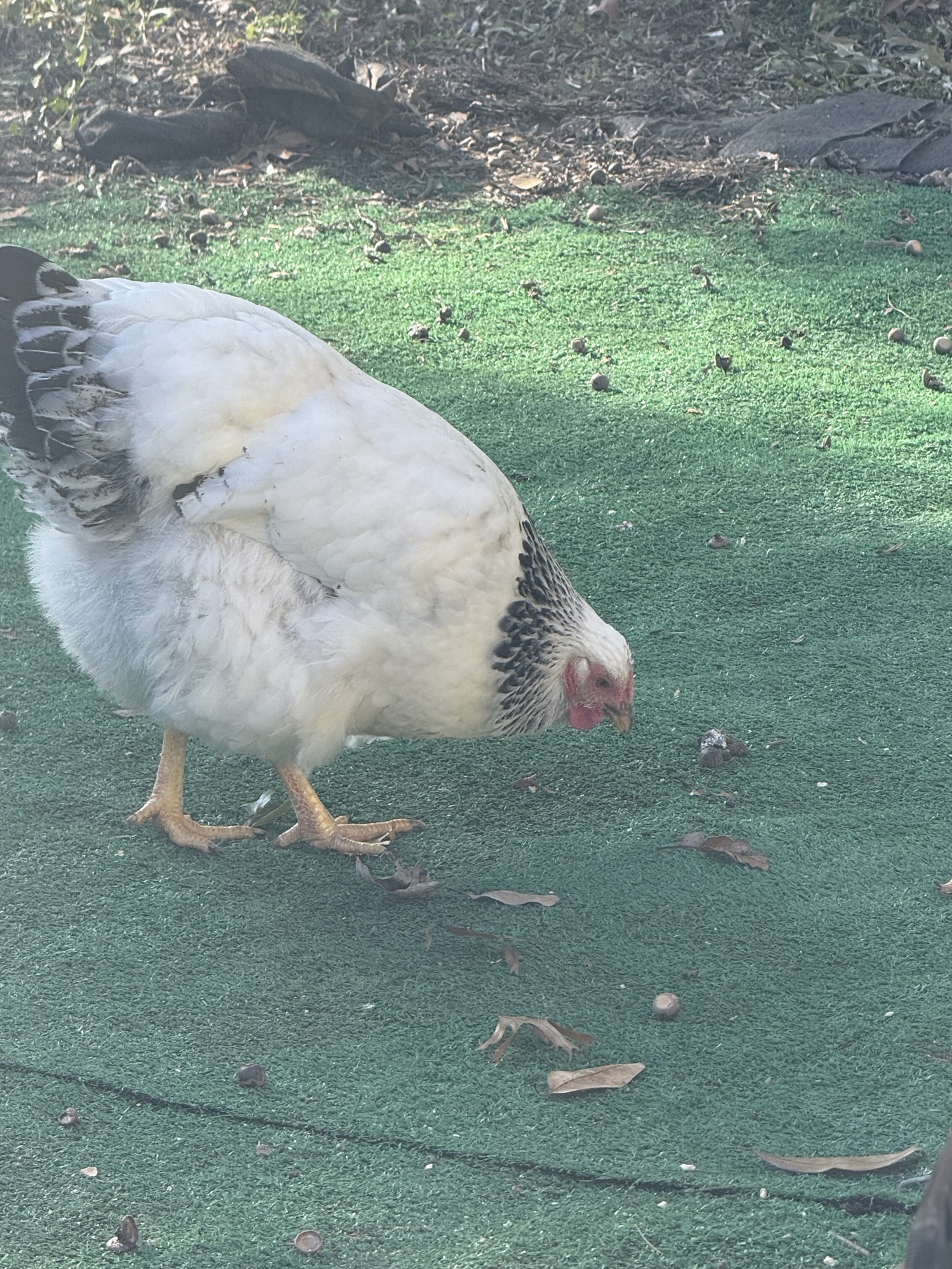 Chickens foraging in morning sunlight