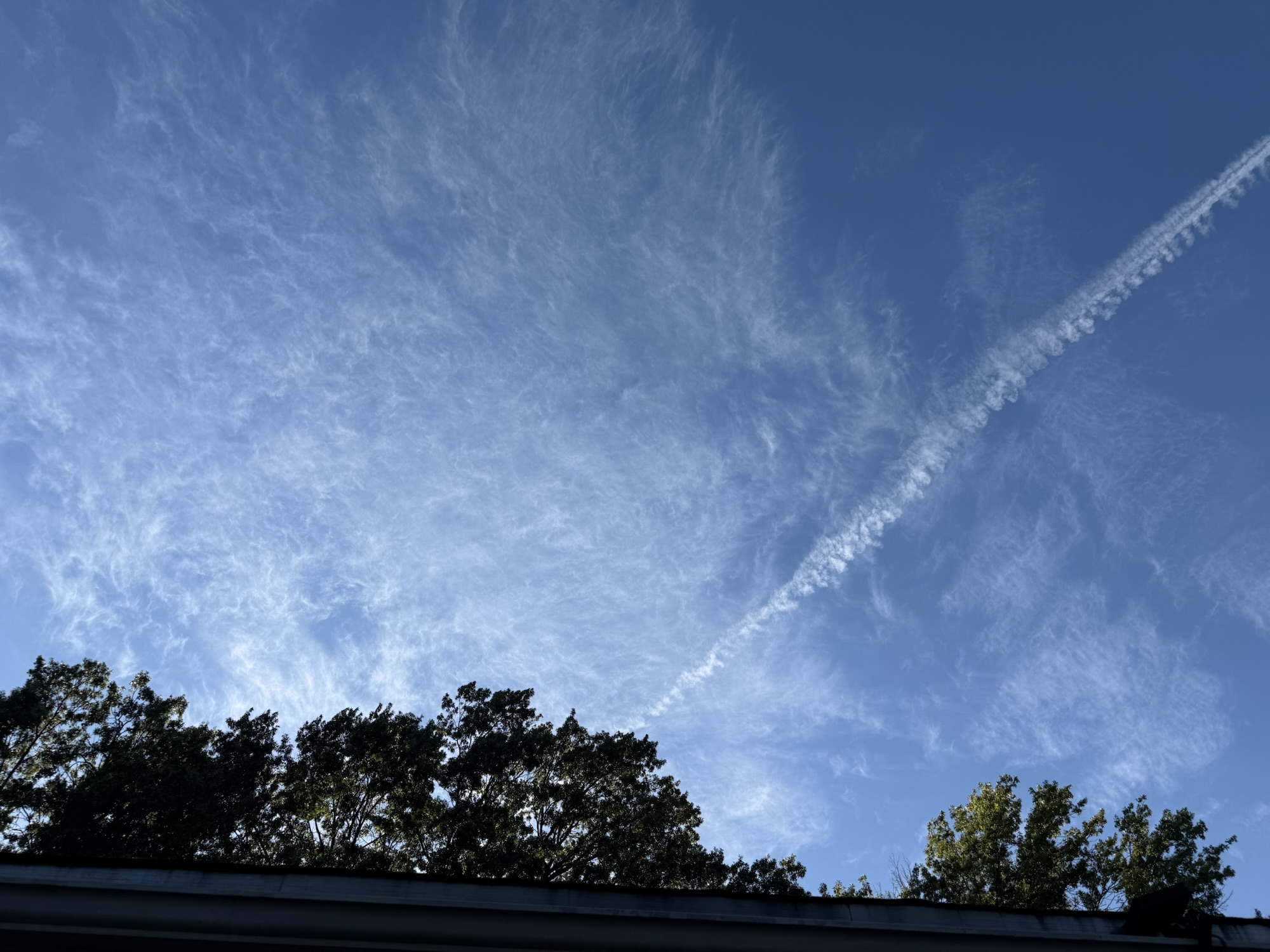 Fine high clouds and a bright aircraft contrail above the treetops.