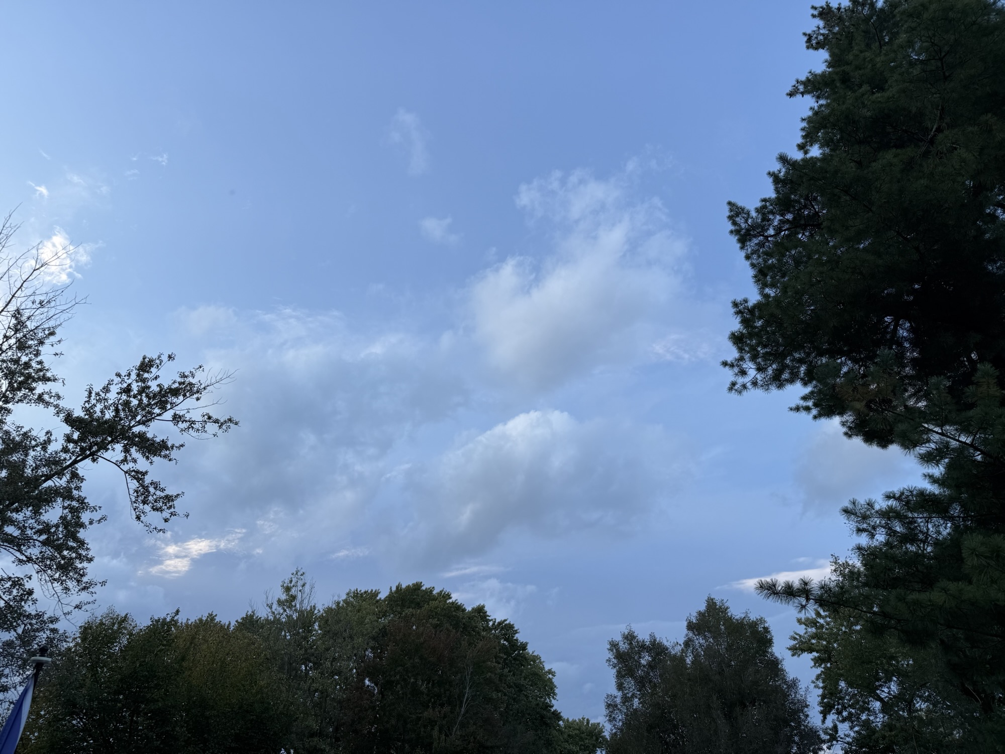 Diffuse gray-blue clouds and wispy streaks above treetops