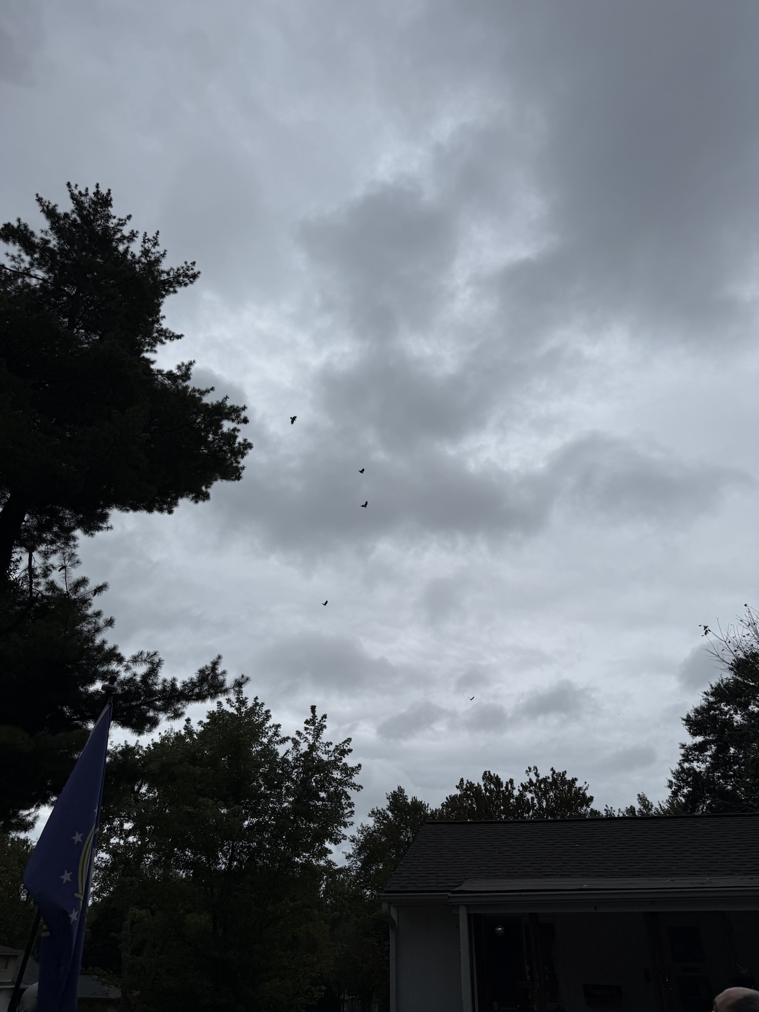 Birds flying across a textured gray afternoon sky above trees in Raytown