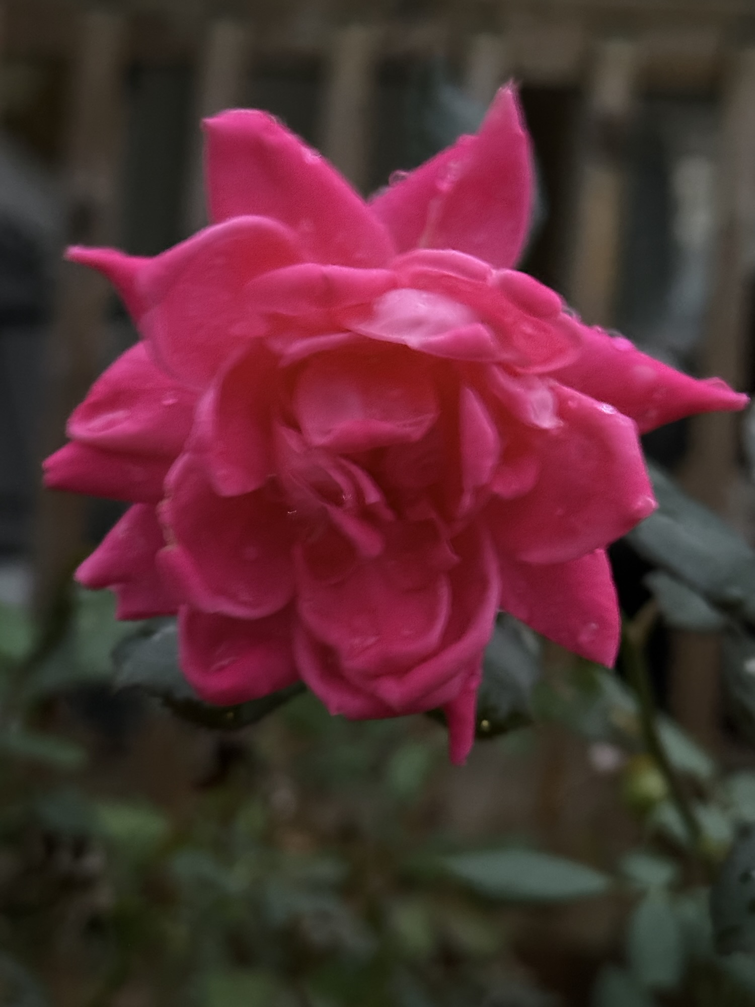 A vivid pink rose blooming in the garden on October 15