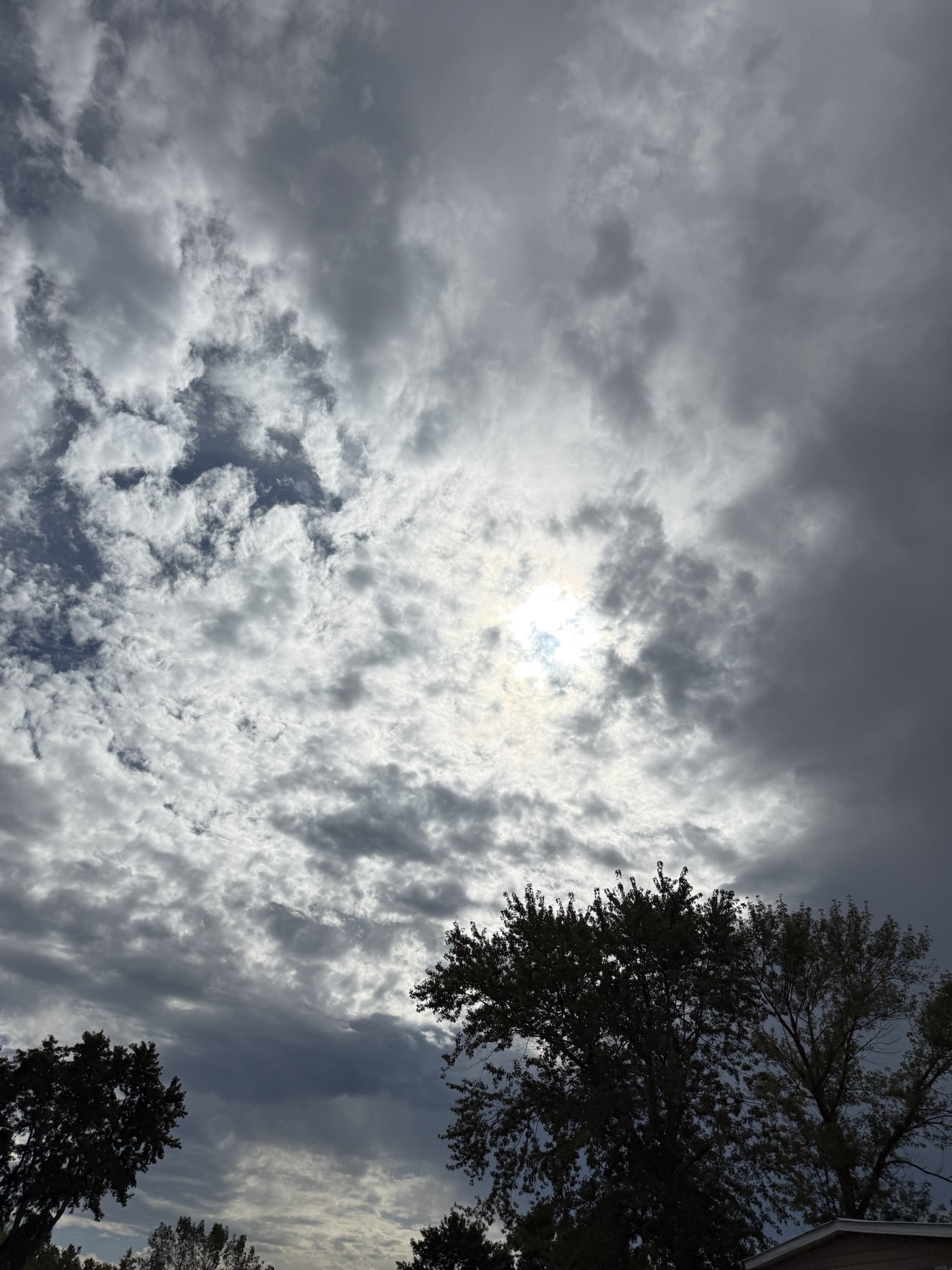 1:55 PM: bright sunlight diffused through textured clouds above the trees.